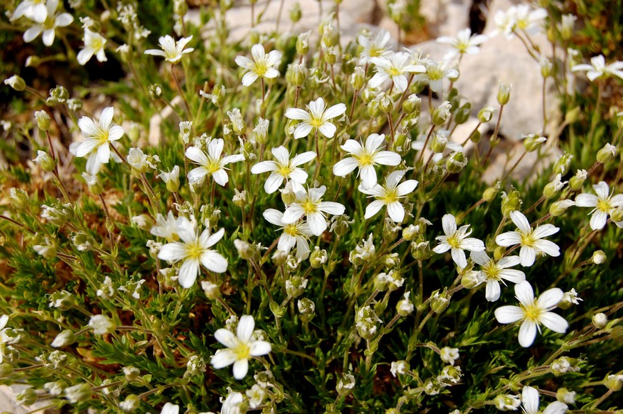 Fioriture magellensi